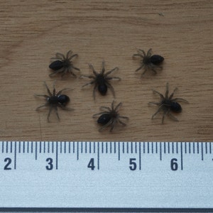 Miniaturspinnen, Maßstab 1:12, Miniaturgröße für Horror, Diorama, Puppenhaus, Kunst und Handwerk