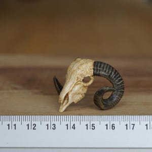May include: A small, white ram skull with black horns. The skull is about 1.5 inches long and the horns are about 1 inch long. The skull is sitting on a wooden surface.