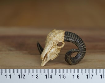 Miniature Ram Skull, 1:12 scale for desert diorama, dollhouse