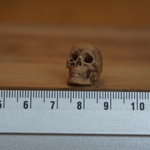 Peut inclure: Une petite figurine de cr&acirc;ne d&eacute;taill&eacute;e, de couleur marron clair. Le cr&acirc;ne est pos&eacute; sur une surface en bois &agrave; c&ocirc;t&eacute; d'une r&egrave;gle, avec des mesures en centim&egrave;tres. Les traits du cr&acirc;ne, y compris les orbites, la cavit&eacute; nasale et les dents, sont clairement d&eacute;finis.
