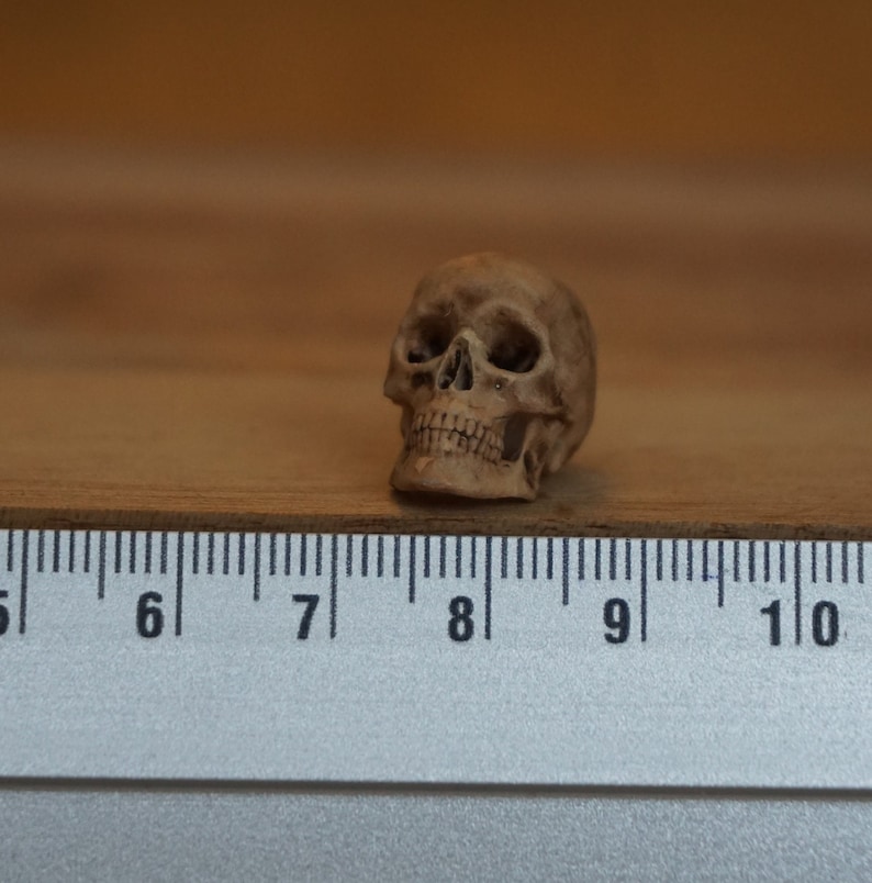 Peut inclure: Une petite figurine de cr&acirc;ne d&eacute;taill&eacute;e, de couleur marron clair. Le cr&acirc;ne est pos&eacute; sur une surface en bois &agrave; c&ocirc;t&eacute; d'une r&egrave;gle, avec des mesures en centim&egrave;tres. Les traits du cr&acirc;ne, y compris les orbites, la cavit&eacute; nasale et les dents, sont clairement d&eacute;finis.