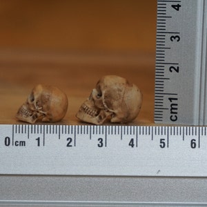 Peut inclure: Deux petites figurines de cr&acirc;nes d&eacute;taill&eacute;es, de couleur brun clair, sont pr&eacute;sent&eacute;es &agrave; c&ocirc;t&eacute; d'une r&egrave;gle. Les cr&acirc;nes sont de profil, mettant en valeur leurs traits. La r&egrave;gle indique que les cr&acirc;nes mesurent environ 2,5 cm et 4 cm de long.