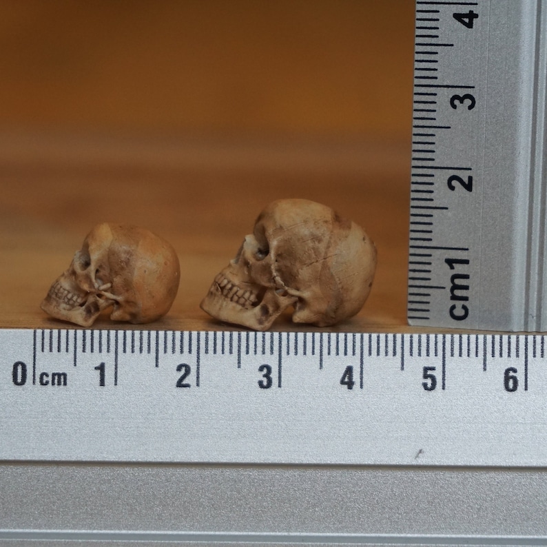 Peut inclure: Deux petites figurines de cr&acirc;nes d&eacute;taill&eacute;es, de couleur brun clair, sont pr&eacute;sent&eacute;es &agrave; c&ocirc;t&eacute; d'une r&egrave;gle. Les cr&acirc;nes sont de profil, mettant en valeur leurs traits. La r&egrave;gle indique que les cr&acirc;nes mesurent environ 2,5 cm et 4 cm de long.