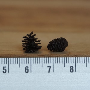 May include: Two small, dark brown pine cones, one upright and one lying down, are measured against a ruler marked from 5 to 8.