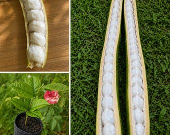 Può includere: Un'immagine composita che mostra lunghi baccelli verdi e curvi, aperti per rivelare file di polpa bianca segmentata simile al cotone. È visibile anche una piccola pianta verde con foglie appuntite e un fiore rosa in un vaso nero.