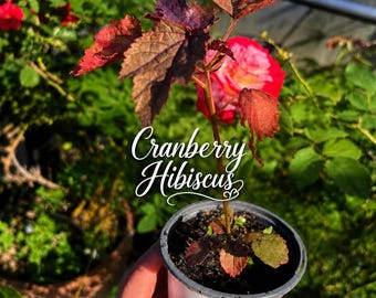 Caramel Dawn hibiscus Starter Plant (ALL STARTER PLANTS require