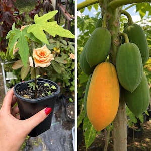 Confezione da 1 a 3 piante di papaya messicana spedite in vasi singoli con terriccio / Papaya tropicale vigorosa e ad alta resa