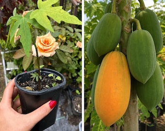 Verpakking van 1 tot 3 stuks | Mexicaanse papajaplanten verzonden in individuele potten met aarde | Krachtige, hoogproductieve tropische papaja