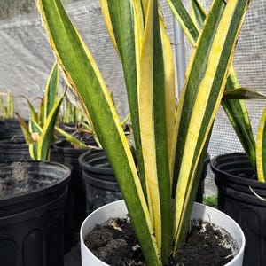 May include: A close-up of a snake plant in a white pot. The plant has long, upright leaves with green and yellow stripes. Other snake plants in black pots are visible in the background.