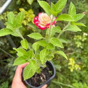3 Live - 9" Inch Thai Basil Plant Shipped in Soiled Pots – Live Aromatic Herb for Tea, Cooking & Container Gardens | Basil Herb | Thai Basil