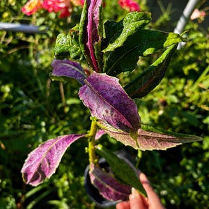 May include: A close-up shot of a plant with striking purple and green leaves. The leaves display a distinctive texture and are dotted with small water droplets. The plant is potted, with a blurred backdrop of other plants and flowers.