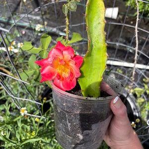 Planta de pitahaya enraizada / Esquejes de pitahaya con raíces – Planta de pitahaya viva en maceta (cactus pitahaya)