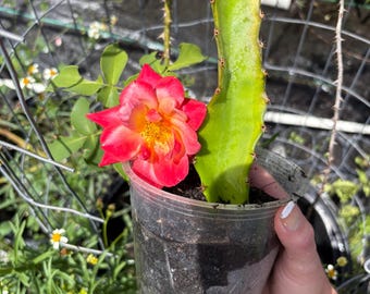Etablierten verwurzelten Drachenfrucht-Pflanze | Drachenfrucht Steckling mit Wurzeln - Lebende verwurzelte Drachenfrucht Pflanze im Topf (Pitaya Kaktus)