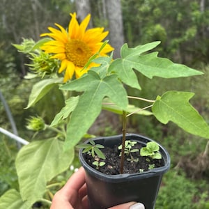 May include: A young papaya plant with distinct lobed green leaves growing in a small black plastic pot, featuring dark soil and several tiny companion seedlings, positioned in front of a bright yellow sunflower with a green stem and leaves.