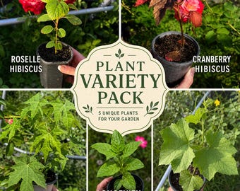 Plant Variety Pack | 1 Chaya Plant, 3 Longevity, 2 Cranberry + 1 Roselle + 1 Loofah Plant