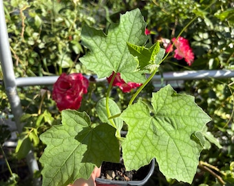 Luffa, der Naturschwamm | Luffa Luffa Pflanze in verschmutztem Topf | Starterpflanze | Luffa Pflanze geliefert in Topf reich Erde