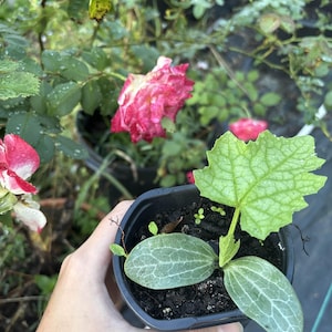 Puede incluir: Una pequeña maceta de plástico negro que contiene una planta joven con dos hojas ovaladas y una hoja más grande y texturizada. La planta está en tierra oscura, sostenida por una mano. En el fondo, hay rosales con flores rosas y rojas.