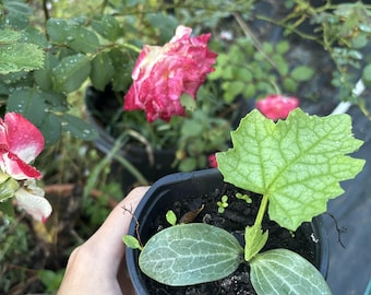 Lufa, la esponja natural / Lufa / Planta de lufa en maceta de 10 cm / Planta joven / Planta de lufa en tierra fértil