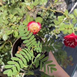 May include: A potted rose plant with vibrant green leaves and a red and yellow rose bloom. The plant is in a dark brown pot, surrounded by other plants and foliage. The image is taken in natural light.