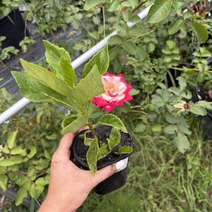 Op de afbeelding: Een rozenplant in pot met een levendige rood-witte bloem. De plant heeft groene bladeren en staat in een zwarte pot. De achtergrond toont andere planten en bladeren, wat duidt op een tuinsetting.
