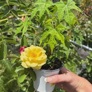 9* Inch Rooted Chaya Plant OR 5 Cuttings (No Roots) (Tree Spinach) – Rooted Chaya Shipped in Soiled Pot | Mexican Perennial Superfood