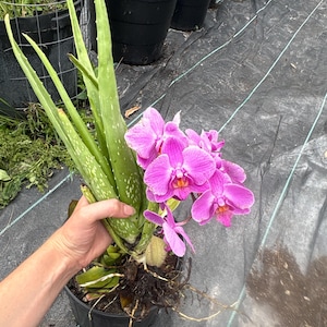 Może przedstawiać: Doniczkowa roślina aloesu z żywymi różowymi kwiatami orchidei. Aloes ma zielone, nakrapiane liście. Kwiaty orchidei są w jasnym kolorze magenta. Roślina znajduje się w czarnej plastikowej doniczce z widocznymi korzeniami. Inne rośliny doniczkowe są w tle.