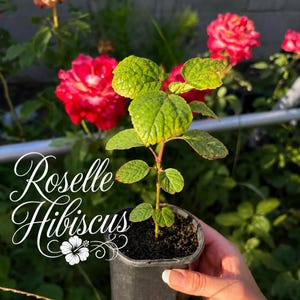 3 Pack Roselle Hibiscus OR 3 Pack Cranberry Hibiscus Live Plants | Edible Tea Plant | Hibiscus sabdariffa, Hibiscus