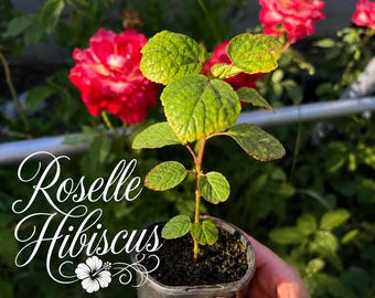 Pacote com 3 Hibiscos Roselle OU Pacote com 3 Hibiscos Cranberry – Plantas Vivas – 23 cm de Altura – Planta para Chá Comestível, Hibiscus sabdariffa, Planta Floral Tropical