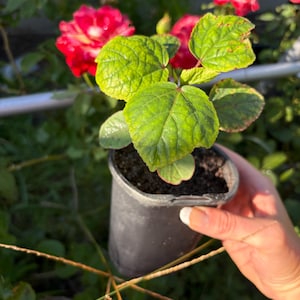 Op de afbeelding: Een kleine potplant met heldergroene bladeren in een zwarte plastic pot. Rode rozen en groen op de achtergrond suggereren een tuin. De bladeren van de plant vertonen gedetailleerde nerven.