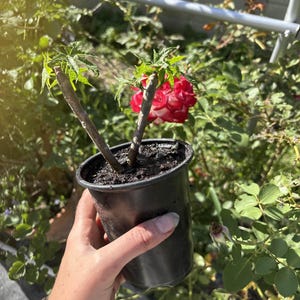 May include: A small potted plant with green leaves and a brown stem. The plant is in a black plastic pot. A red and white rose is in the background. The plant is held by a person.