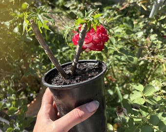 Espinaca de árbol de chaya enraizada en maceta – Hortaliza de hoja verde perenne mexicana
