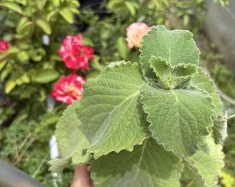 Gewortelde Cubaanse oregano-spinazie levende plant – gewortelde starter gepot in aarde | Oreganoplant | Vaste plant