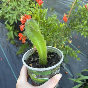 May include: A green cactus cutting in a clear plastic pot, held by a hand. The cactus has a spiky edge. Behind the cactus are green plants with orange flowers. The pot is filled with soil.