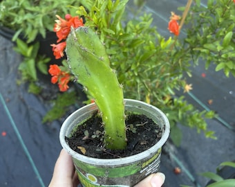 Pitahaya enraizada / Esquejes de pitahaya con raíces – Planta de pitahaya viva en maceta (Cactus pitahaya)