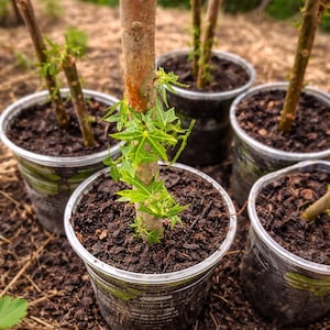 Sadzonka szpinaku Chaya w doniczce – meksykańskie wieloletnie, zielone warzywo liściaste | Silny przeciwutleniacz