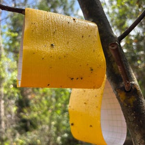 May include: A set of three ceramic mugs with a speckled, cream-colored glaze. Each mug features a different hand-painted floral design in shades of blue, green, and yellow. The mugs have a simple, rounded shape.
