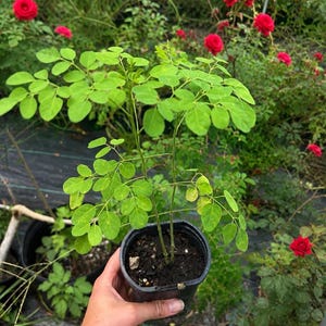 May include: A young moringa plant with light green, compound leaves growing in a black plastic nursery pot filled with dark soil. The plant features thin, upright stems and small, rounded leaflets, positioned against a background of red roses.