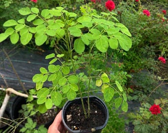 1 - 3 stuks | 28 cm volwassen Moringa-plant + 2 Moringa-zaden | Levende Moringa Oleifera-boom | Drumstickboom | Eetbare superfood | Verzending binnen de VS