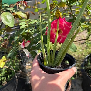 Liten Aloe Vera-växt 10 x 7,5 cm i jord – Aloe Vulgaris suckulent, lättskött krukväxt, solbrännaläkande växt, naturlig hudvårdsväxt