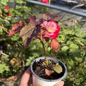 May include: A small potted plant with burgundy and green leaves is held in a hand. A red and white rose is in the background. The pot is white with text that is partially visible.