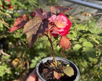 Cranberry Hibiscus Plant - False roselle | Hibiscus acetosella | Edible Leaves | Herbal Tea Plant | Starter Plant