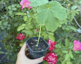 5-12 cm große Setzlinge (1-3er-Pack) Clemson Stachellose Okrapflanze im Topf mit Erde | Alte Okrasorte | Bewurzelte Okra-Jungpflanzen - Clemson Okra