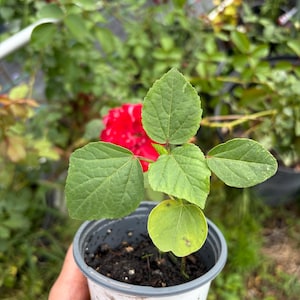 Puede incluir: Una pequeña planta en maceta con hojas verdes. La planta está en una maceta de plástico gris y blanco. El fondo incluye otras plantas y una flor roja.