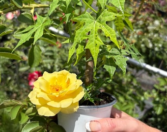 Planta de chaya bien establecida y enraizada en maceta con tierra / Hortaliza perenne mexicana de hoja verde
