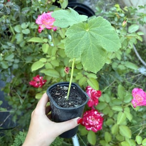 May include: A small green plant with a single prominent, lobed leaf growing from a dark soil-filled black plastic nursery pot. The plant stem is thin and upright, extending from the center of the container, which is held against a background of roses.