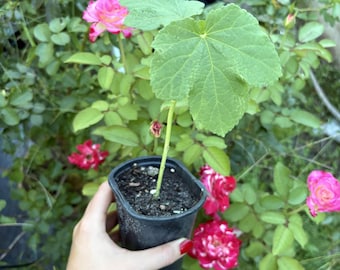 Roślina okry Clemson Spineless o średnicy 6-9 cali w doniczce z ziemią | Roślina warzywna Heirloom Okra | Ukorzeniona sadzonka okry w doniczce | Okra
