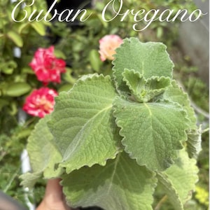 May include: A Cuban Oregano plant with thick, fuzzy, light green leaves featuring serrated edges. The plant is displayed with the text Cuban Oregano written in white script across the top portion of the image, set against a blurred garden background.