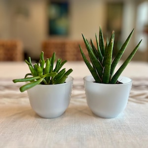 May include: Two small potted succulents sit side-by-side on a table. The plants are in white ceramic pots. One succulent has green, tubular leaves, and the other has tall, pointed green leaves. The table has a neutral-colored patterned tablecloth.