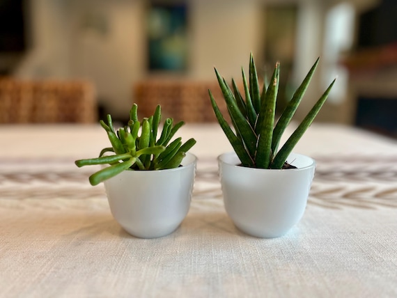 Vintage set, 2 Federal Glass, Milk Glass custard cups, ramekins or mini planters.  Mid century modern, MCM, 1950s -1960s. Dura White