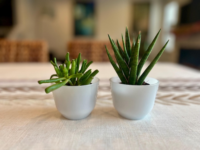 May include: Two small potted succulents sit side-by-side on a table. The plants are in white ceramic pots. One succulent has green, tubular leaves, and the other has tall, pointed green leaves. The table has a neutral-colored patterned tablecloth.